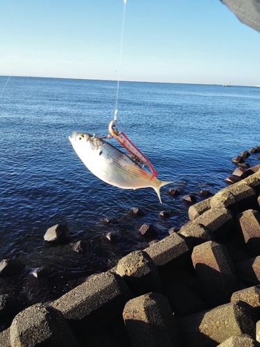 ボラの釣果