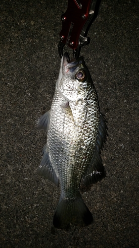 オオクチユゴイの釣果