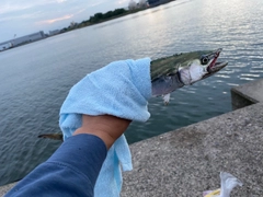 サゴシの釣果