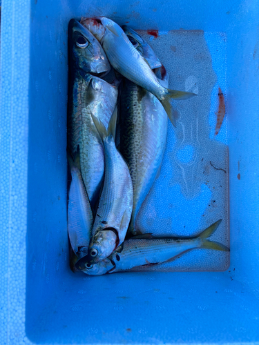 サバの釣果