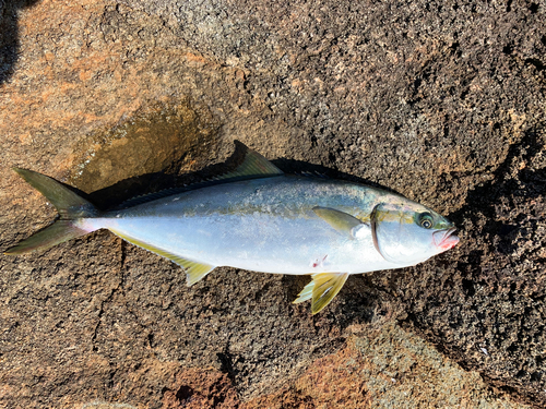 ヒラマサの釣果