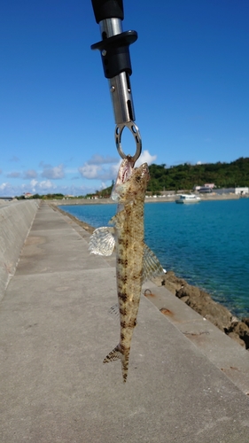 エソの釣果