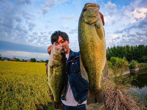 ブラックバスの釣果