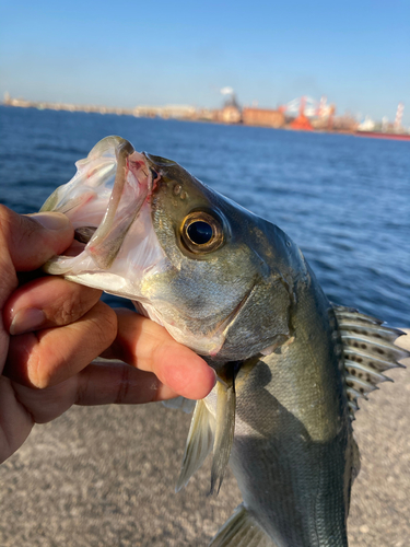 フッコ（マルスズキ）の釣果