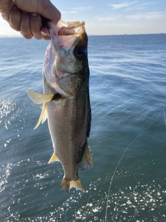 フッコ（マルスズキ）の釣果