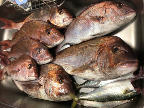 マダイの釣果