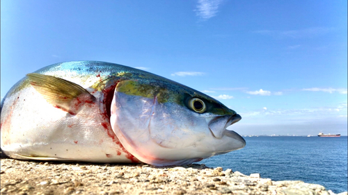 メジロの釣果