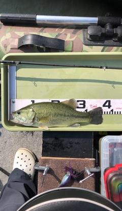 ブラックバスの釣果