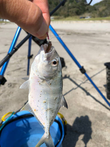 メッキの釣果