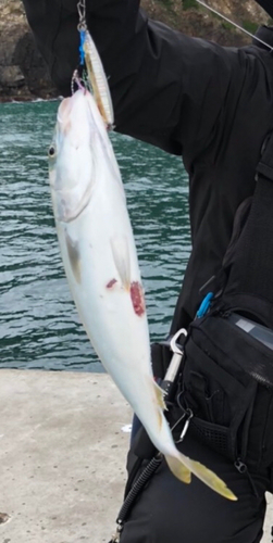 ワカシの釣果