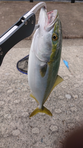 ツバスの釣果