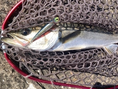 スズキの釣果