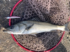 フッコ（マルスズキ）の釣果