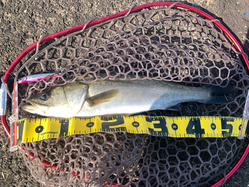 フッコ（マルスズキ）の釣果