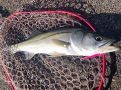 スズキの釣果