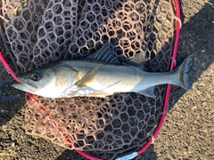 フッコ（マルスズキ）の釣果