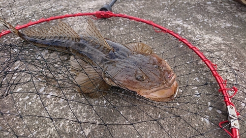 マゴチの釣果