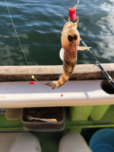 リュウグウハゼの釣果