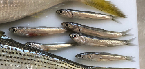 カタクチイワシの釣果