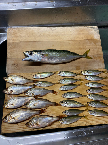 サバの釣果