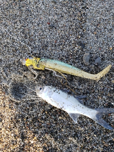 ツバメコノシロの釣果