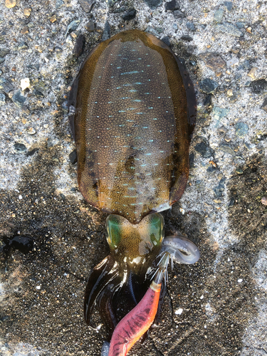 アオリイカの釣果