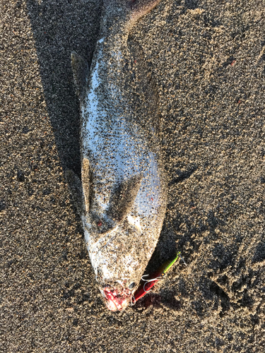 ニベの釣果