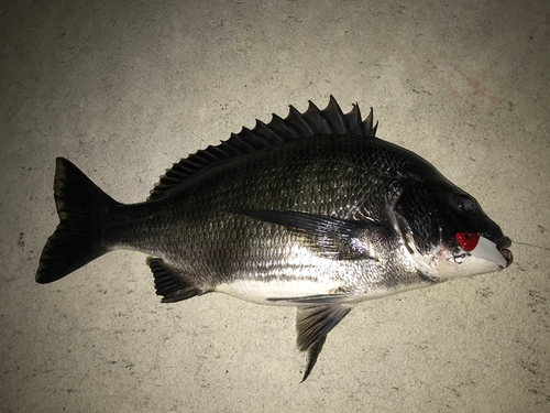 チヌの釣果