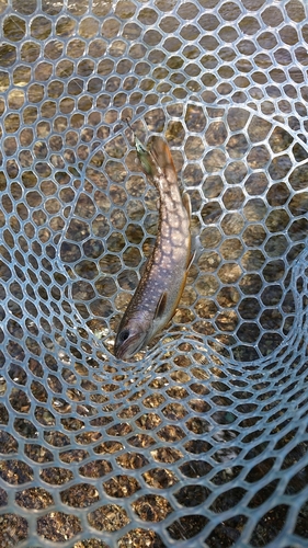 イワナの釣果