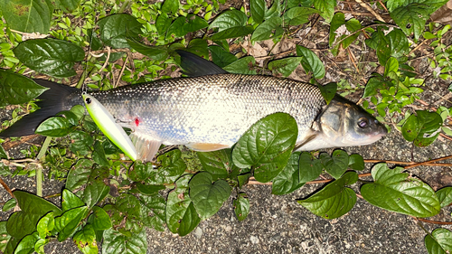 ウグイの釣果