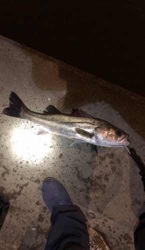 シーバスの釣果