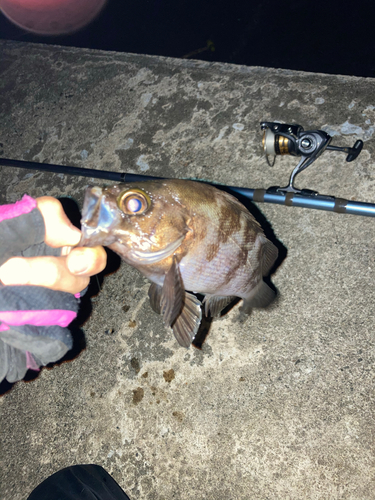 メバルの釣果