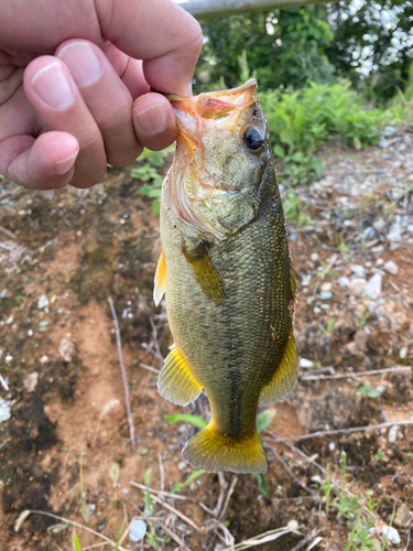 ブラックバスの釣果