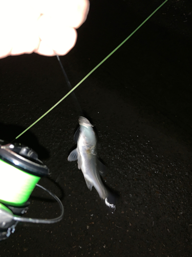 セイゴ（マルスズキ）の釣果