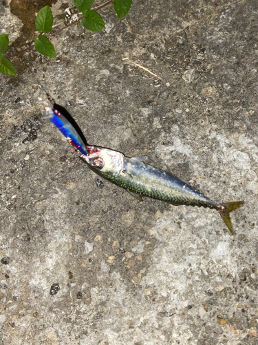 サバの釣果