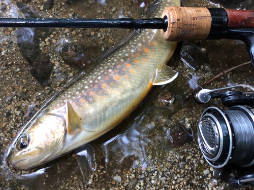 イワナの釣果