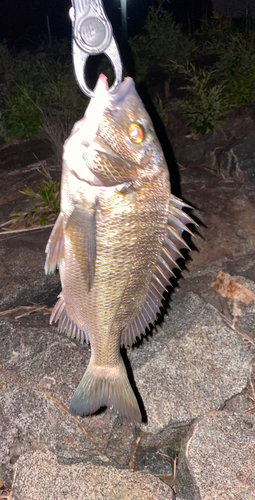 クロダイの釣果