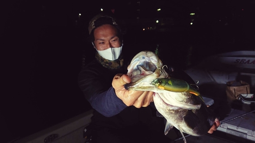 スズキの釣果