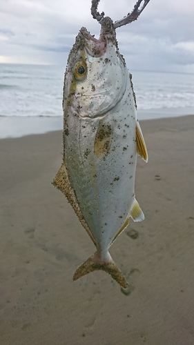 ショゴの釣果