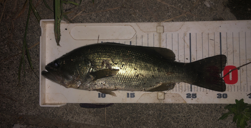 ブラックバスの釣果