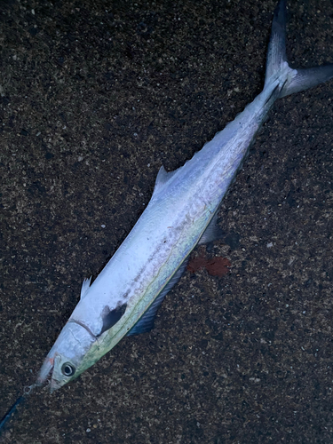 サゴシの釣果