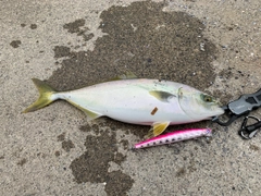 イナダの釣果