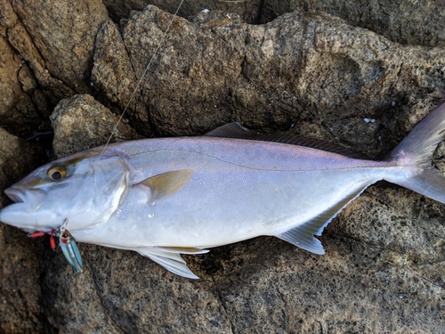 ネリゴの釣果