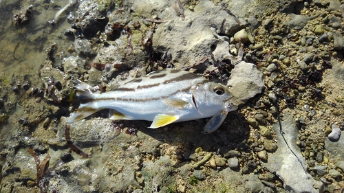 コトヒキの釣果