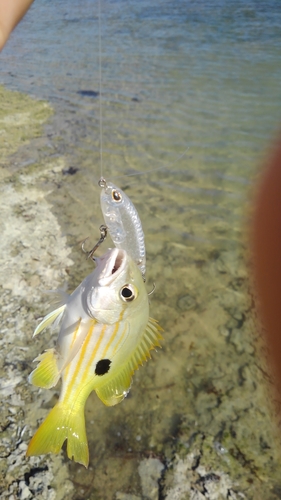 クロホシフエダイの釣果