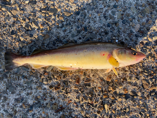 コマイの釣果