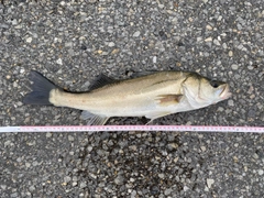 スズキの釣果