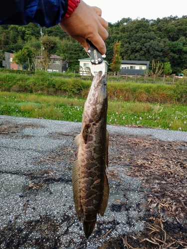 ライギョの釣果