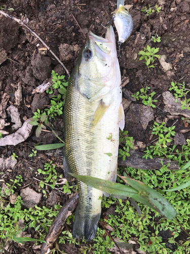 ブラックバスの釣果