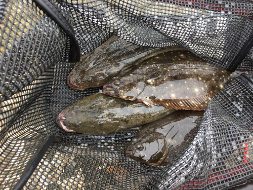 ヒラメの釣果